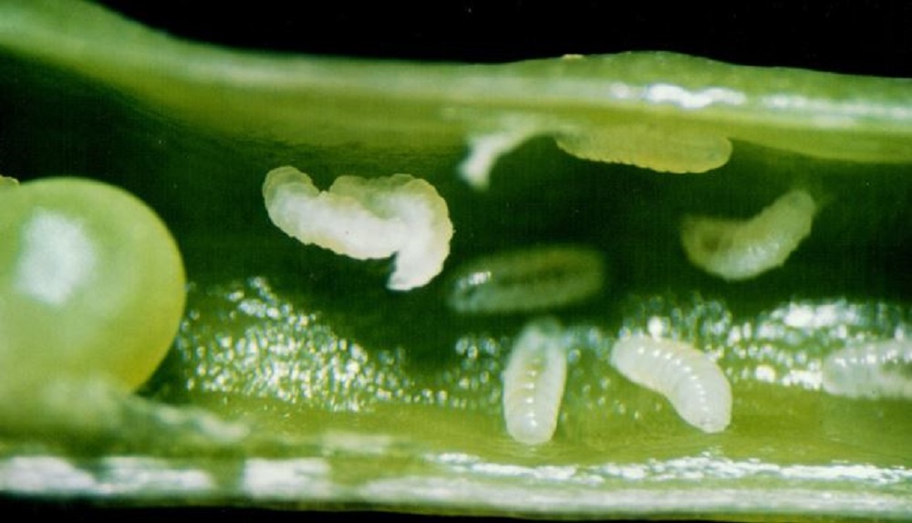 Brassica pod midge larvae